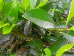 Kisah Kubur Dak Mekap Dan Daun Mentaon