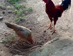 Mengapa Ayam Betina Mengais-ngais tanah? 