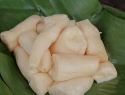 Pantang Larang Membuat Tapai