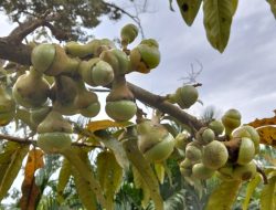 Bagaimana Cara Mengonsumsi Buah Malik? Begini Caranya.