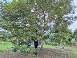 Pertamina Wujudkan Lingkungan Lestari dan Ekonomi Mandiri melalui Agroforestri Durian