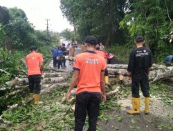 Angin Kencang di Pangkalpinang Menyebabkan Pohon Tumbang & Memakan Dua Korban Jiwa