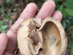 Baling-Baling Cangkang Buah Karet. Begini Cara Membuat dan Memainkannya.