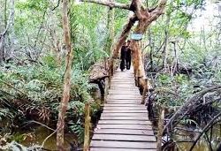 Menghidupkan Kembali Pariwisata Hutan Mangrove Kurau: Inovasi Glamping sebagai Daya Tarik Baru