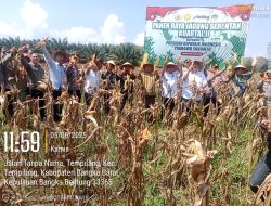 Bangka Barat Ikuti Panen Raya Jagung Serentak Kuartal II bersama Presiden Prabowo Subianto