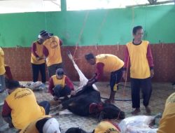Idul Adha 1446 H, Masjid Allahuakbar Tempilang Potong 3 Sapi dan 4 Kambing, Diawasi Langsung oleh Tim Medik DPKP Babel