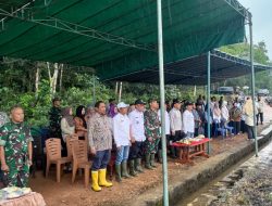 KODIM 431/BANGKA BARAT PANEN PADI 98 HA BERSAMA DI SAWAH KAMAT DUSUN PETALING JAYA DESA SIMPANG YUL