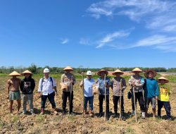 Polsek Tempilang dan Desa Sangku Tanam Jagung di Lahan Ketahanan Pangan”