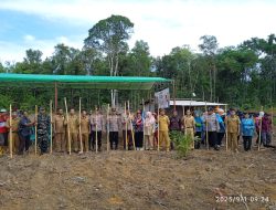 Jagung dari Kundi, Dalam Rimbunan Sawit Menebar Benih Ketahanan Pangan