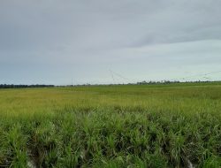 Air dan Hama Menjadi Dilema Petani Padi Sejak Kehadiran Perkebunan Kelapa Sawit di Desa Rias, Bangka Selatan