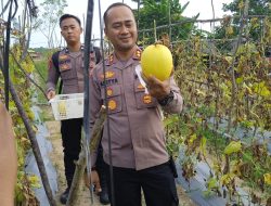 Panen di Ujung Senja, Kapolres dan Petani Bangka Barat Menyemai Harapan di Ladang Melon