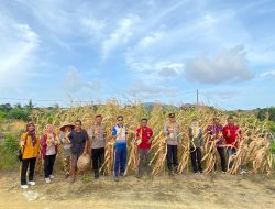Panen Jagung di Air Belo, Polres Bangka Barat Perkuat Sinergi Ketahanan Pangan Desa