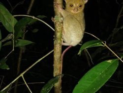 Kelimpahan keanekaragaman hayati Taman Wisata Alam (TWA) Gunung Permisan