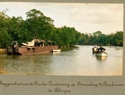 Buddingh Melihat Semut Merah Besar