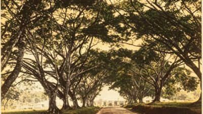 Burung-burung di Sekitar Alun-alun Muntok