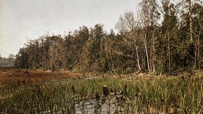 Catatan Perjalanan Teijsmann (Bagian 3)