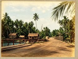 Catatan Perjalanan Teijsmann (Bagian 13)